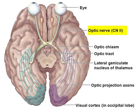 neuromyelitis optica  symptoms diagnosis treatment
