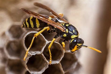 ready   return  paper wasps  bradenton