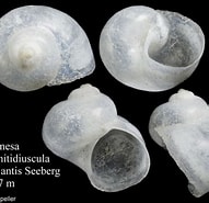Image result for Ganesa nitidiuscula. Size: 191 x 185. Source: www.marinespecies.org