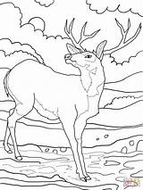 Coloring Pages Deer Tailed Mule Supercoloring Family sketch template