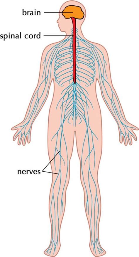 nervous system function structure facts sciencefun