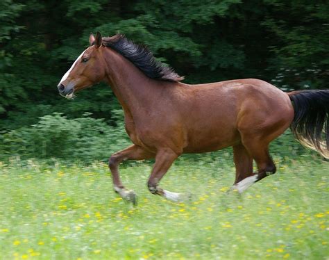 types  horse gaits  horses move  chart pet keen