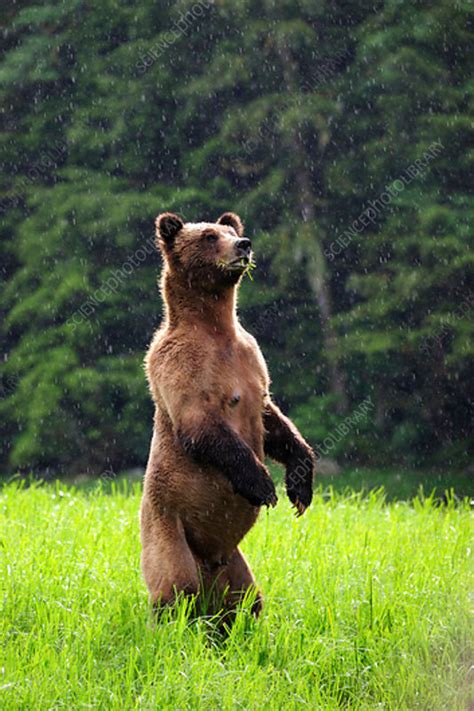 female grizzly bear standing  stock image  science