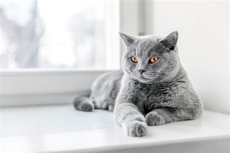 el gato british shorthair caracter comportamiento  cuidados