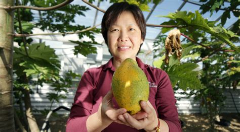sex determining gene in papayas could lead to improved production ←