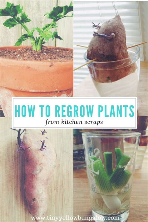 Did You Know You Can Regrow Plants From Kitchen Scraps Learn These