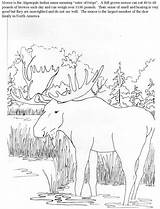 Coloring Pages Elk Moose Printable Color Hunting Library Moose2 Comments sketch template