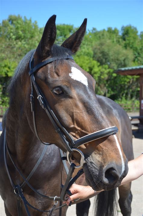 Jimmy Anglesey Riding Centre