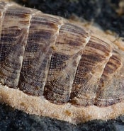 Afbeeldingsresultaten voor "leptochiton Asellus". Grootte: 175 x 185. Bron: www.seawater.no
