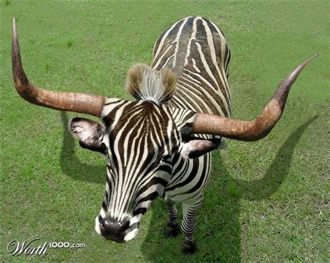 zebra bull zebrull animal crossbreed worth contest entry  breed pinterest