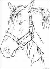 Horse Pages Head Coloring Adults Color Online sketch template