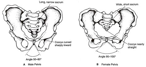 male vs female pelvis