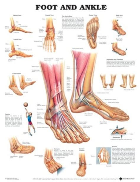 foot  ankle anatomical chart southern biological