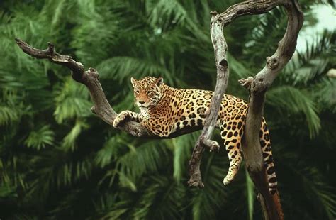 der jaguar meisterschleicher des amazonas regenwaldes wwf oesterreich