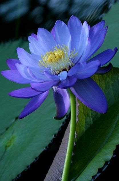 Blue Lotus Beautiful Flowers Flowers Nature Amazing