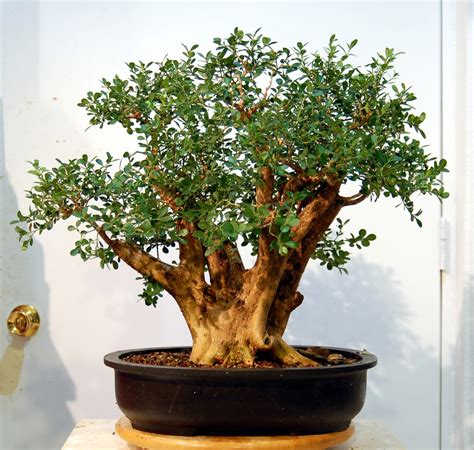 heart of texas bonsai japanese boxwood 18 too tall