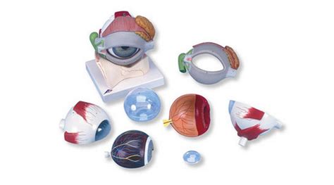 eye  times full size  part instruments direct