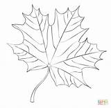 Coloring Maple Leaf Pages Printable sketch template