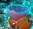 Afbeeldingsresultaten voor "rissoa Porifera". Grootte: 114 x 100. Bron: flickr.com