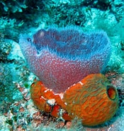 Afbeeldingsresultaten voor "rissoa Porifera". Grootte: 175 x 185. Bron: flickr.com