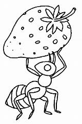 Coloring Pages Bring Ants Strawberry Color Tocolor Ant Visit sketch template