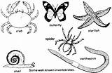 Invertebrates Vertebrates Zoology Animals Clipart Clip Examples Students Homeschool Draw Animal Choose Board Worksheets Science Cute sketch template