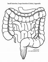 Life Organs Body Human Intestine Small Drawing Activity Pdf Sized Making Anatomy Model Getdrawings Exploringnature Downloading Version Choose Board sketch template