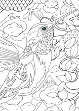 Coloring Pages Hummingbird Flower Getdrawings sketch template