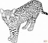 Leopard Coloring Pages Print sketch template