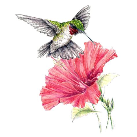 Hummingbird With Hibiscus Limited Edition Print Wildlife Drawings By