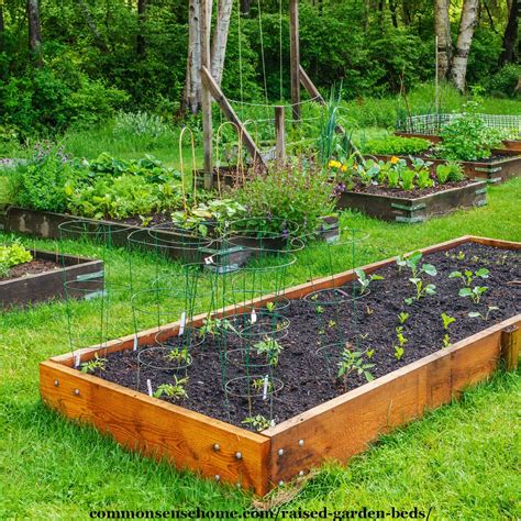raised garden beds  tips  surefire success