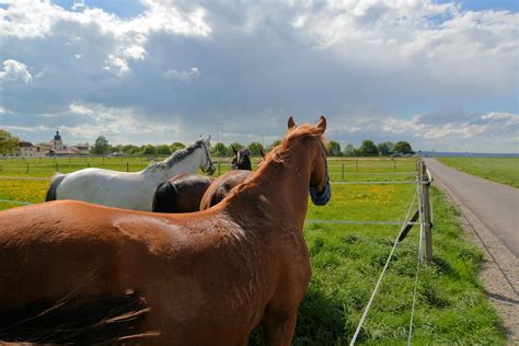 auf dem ruecken der pferde foto bild natur tiere motive bilder