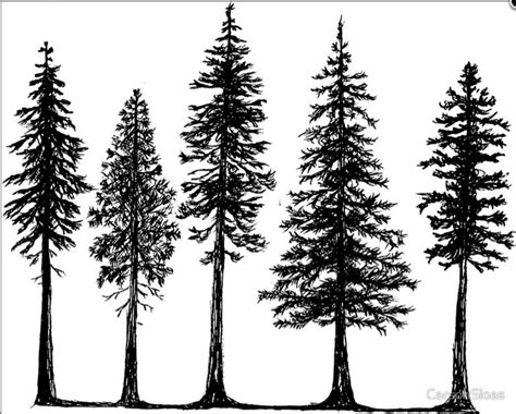 douglas fir drawing  getdrawings