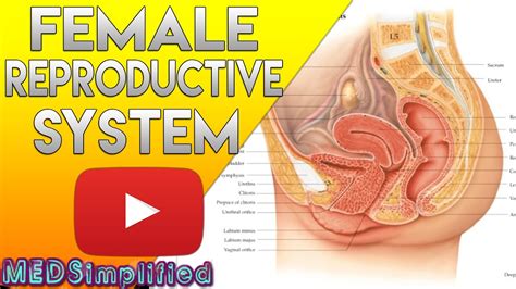 Female Reproductive System Made Easy Organs And Functions