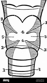 Vocal Cords Glotte Larynx Trachea Folds sketch template