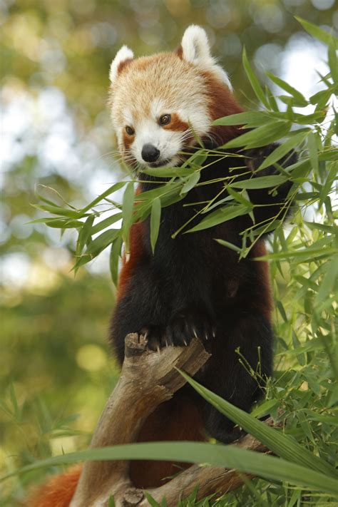 red panda adaptations