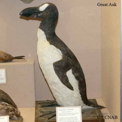 great auk pinguinus impennis north american birds birds  north america