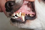 Résultat d’image pour dents du chien. Taille: 147 x 100. Source: nosamisleschiens.fr
