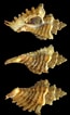 Afbeeldingsresultaten voor "ocenebra Erinacea". Grootte: 65 x 106. Bron: www.pinterest.com