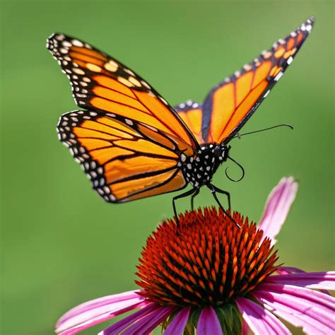eastern monarch butterfly disappearing