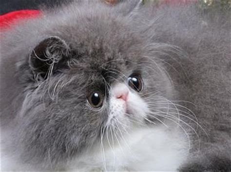 images  silly cats smushed face  pinterest persian cats  exotic shorthair