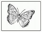 Coloring Butterfly Pages Animal Coloringhome sketch template