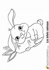 Lapin sketch template
