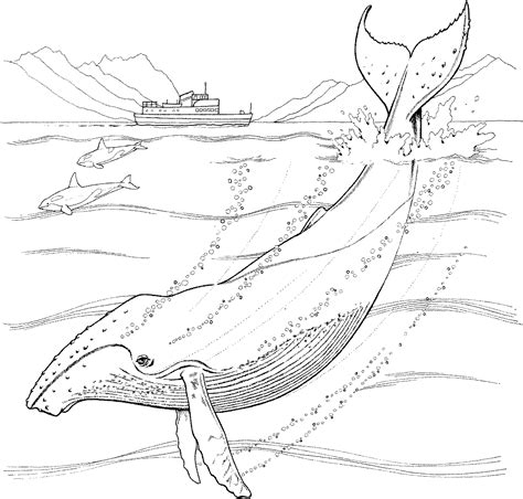humpback whale coloring pages marine animal coloring pages deco