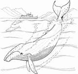 Whale Humpback Marins Coloriage Albumdecoloriages Realistic Marin Coloriages sketch template