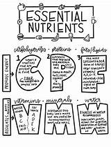 Essential Nutrients Coloring Subject sketch template