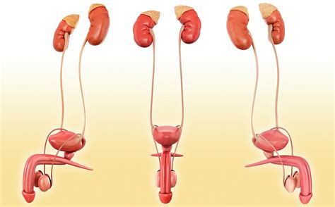 male urinary system anatomy photograph  pixologicstudioscience photo