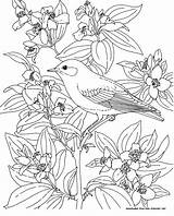 Bird Coloring Birds Pages Bluebird Flower Idaho Printable Flowers State Blue Adult Animals Mountain Kids Colouring Color Mock Orange Drawings sketch template