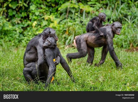 bonobo mating natural image and photo free trial bigstock