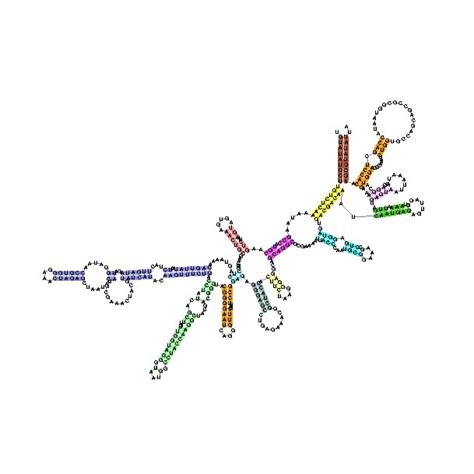 ribosomal rna wikidoc